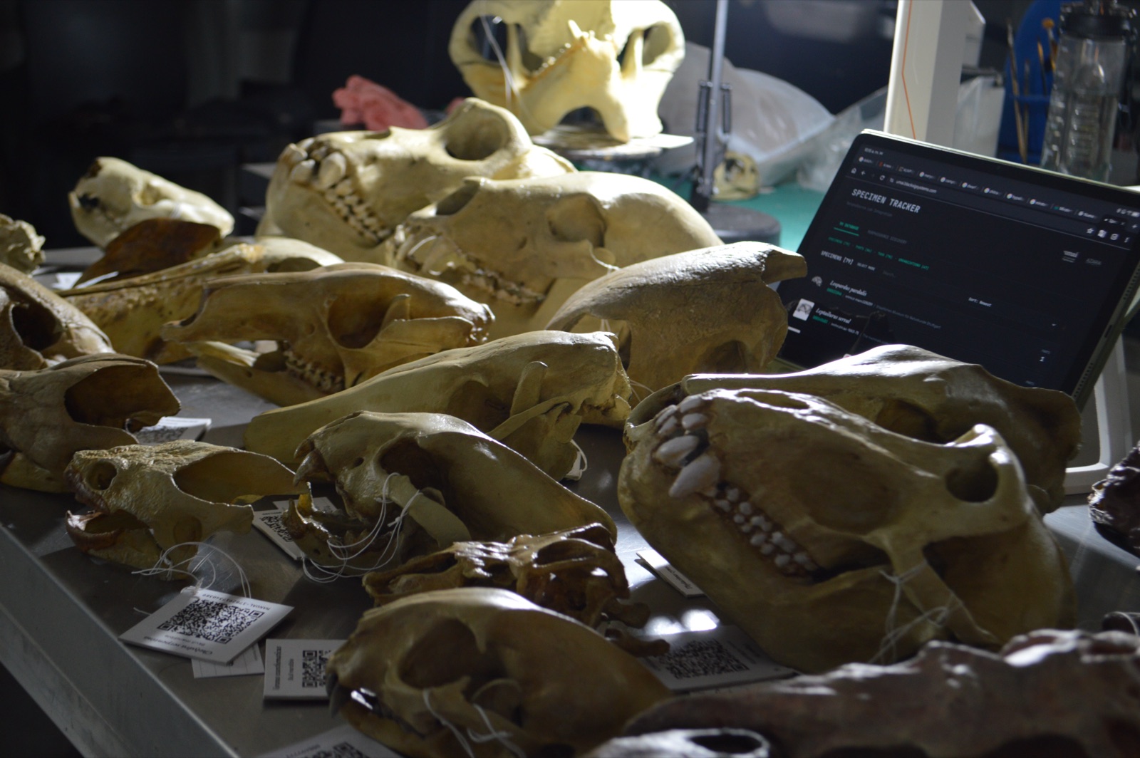 A bench of 3D-printed fossil skulls, each tagged with a scannable QR card, next to a laptop running the specimen tracker.