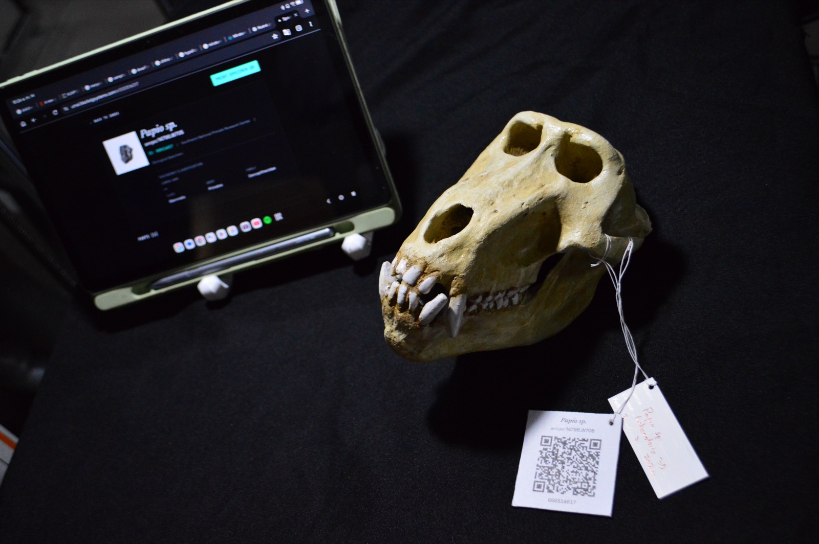 A printed Papio skull with its QR-coded specimen tag, beside a tablet showing that specimen's complete record.
